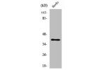 Western Blot analysis of HepG2 cells using 