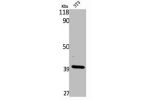 Western Blot analysis of NIH-3T3 cells using 