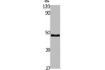 Western Blot analysis of A549 cells using MCAD Polyclonal Antibody