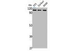 Western Blot analysis of NIH-3T3 Jurkat A549 cells using CHD1L Polyclonal Antibody