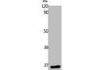 Western Blot analysis of K562 cells using EF-1