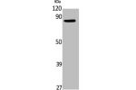 Western Blot analysis of NIH-3T3 cells using Elmo1 Polyclonal Antibody