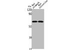 Western Blot analysis of rat stomach rat intestines cells using Angptl1 Polyclonal Antibody
