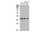 Western Blot analysis of NIH-3T3 HepG2 MCF7 cells using GAPDH Polyclonal Antibody