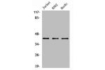 Western Blot analysis of Jurkat K562 HuvEc cells using a-SMA Polyclonal Antibody