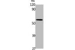 Western Blot analysis of K562 cells using A1BG Polyclonal Antibody