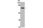 Western Blot analysis of K562 cells using APLP-1 Polyclonal Antibody