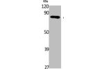 Western Blot analysis of K562 cells using ApoL6 Polyclonal Antibody