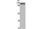Western Blot analysis of rat stomach cells using ATP1AL1 Polyclonal Antibody