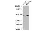Western Blot<br />
Positive WB detected in:Mouse heart tissue,Mouse kidney tissue<br />
All lanes:CCNE1 antibody at 3.2