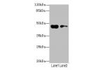 Western blot<br />
All lanes: