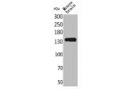Western Blot analysis of mouse brain cells using Contactin 1 Polyclonal Antibody