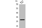 Western Blot analysis of mouse lung cells using Chymase Polyclonal Antibody