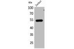 Western Blot analysis of Jurkat cells using DPP7 Polyclonal Antibody