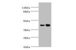 Western blot<br />
All lanes:CCR6 antibody at 10ug/ml<br />
Lane 1:MCF-7 whole cell lysate<br />
Lane 2:Hela whole cell lysate<br />
Secondary<br />
Goat polyclonal to rabbit at 1/10000 dilution<br />
Predicted band size: 42kDa<br />
Observed band size: 4