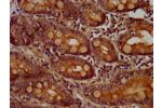 IHC image of CSB-PA004854LA01HU diluted at 1:400 and staining in paraffin-embedded human small intestine tissue performed on a Leica BondTM system. After dewaxing and hydration, antigen retrieval was mediated by high pressure in a citrate buffer (pH 6.0).