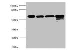 Western blot<br />
All lanes:CCT2 antibody at 5.63ug/ml<br />
Lane 1:Jurkat whole cell lysate<br />
Lane 2:NIH3T3 whole cell lysate<br />
Lane 3:MCF-7 whole cell lysate<br />
Lane 4:K562 whole cell lysate<br />
Secondary<br />
Goat polyclonal to rabbit at