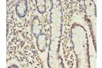 Immunohistochemistry of paraffin-embedded human small intestine using CSB-PA004881EA01HU at dilution 1:100