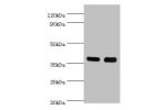 Western blot<br />
All lanes:CD1A antibody at 6ug/ml<br />
Lane 1:k562 whole cell lysate<br />
Lane 2:mouse thymus<br />
Secondary<br />
Goat polyclonal to rabbit at 1/10000 dilution<br />
Predicted band size: 37kDa<br />
Observed band size: 37kDa<br />