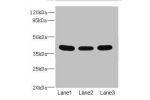 Western blot<br />
All lanes: CD1C antibody at 3.89ug/ml<br />
Lane 1 : HepG-2 whole cell lysate<br />
Lane 2 : A549 whole cell lysate<br />
Lane 3 : MCF7 whole cell lysate<br />
Secondary<br />
Goat polyclonal to rabbit IgG at 1/10000 dilution<br />
Pred