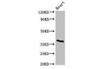 Western Blot<br />
Positive WB detected in:Mouse heart tissue<br />
All lanes:CD1C antibody at 3