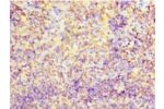 Immunohistochemistry of paraffin-embedded human tonsil tissue using CSB-PA004894LA01HU at dilution 1:100