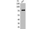 Western Blot analysis of K562 cells using FAF1 Polyclonal Antibody