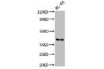 Western Blot<br />
Positive WB detected in:HL-60 whole cell lysate<br />
All lanes:CD33 antibody at 3