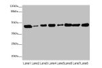 Western blot<br />
All lanes: Cd46antibody at 6ug/ml<br />
Lane 1 : A549 whole cell lysate<br />
Lane 2 : Mouse thymus tissue<br />
Lane 3 : HepG-2 whole cell lysate<br />
Lane 4 : Hela whole cell lysate<br />
Lane 5 : Thp-1 whole cell lysate<br />
Lane 6