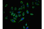 Immunofluorescent analysis of A549 cells using CSB-PA004942LA01HU at a dilution of 1:100 and Alexa Fluor 488-congugated AffiniPure Goat Anti-Rabbit IgG(H+L)