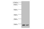 All lanes: Eukaryotic translation initiation factor 4E-binding protein 2 antibody at 2ug/ml<br />
Lane 1 : mouse heart tissue<br />
Lane 2 : NIH3T3 whole cell lysate<br />
Secondary<br />
Goat polyclonal to Rabbit IgG at 1/10000 dilution<br />
Predicted b