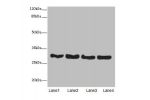 Western blot<br />
All lanes: Cd63antibody at 7.5ug/ml<br />
Lane 1 : Thp-1 whole cell lysate<br />
Lane 2 : U87 whole cell lysate<br />
Lane 3 : A549 whole cell lysate<br />
Lane 4 : Mouse lung tissue<br />
Secondary<br />
Goat polyclonal to Rabbit IgG a