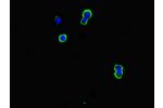 Immunofluorescent analysis of mcf-7 cells using CSB-PA004958LA01HU at a dilution of 1:100 and Alexa Fluor 488-congugated AffiniPure Goat Anti-Rabbit IgG(H+L)
