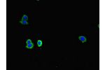Immunofluorescent analysis of HepG2 cells using CSB-PA004962LA01HU at a dilution of 1:100 and Alexa Fluor 488-congugated AffiniPure Goat Anti-Rabbit IgG(H+L)