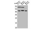 Western Blot analysis of mouse liver mouse kidney mouse brain cells using HSP40-4 Polyclonal Antibody