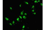Immunofluorescent analysis of Hela cells using CSB-PA004999LA01HU at a dilution of 1:100 and Alexa Fluor 488-congugated AffiniPure Goat Anti-Rabbit IgG(H+L)