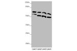 Western blot<br />
All lanes:CDC45 antibody at 0.3 ug/ml<br />
Lane 1 : K562 whole cell lysate<br />
Lane 2 : 293T whole cell lysate<br />
Lane 3 : Hela whole cell lysate<br />
Lane 4 : HepG-2 whole cell lysate<br />
Secondary<br />
Goat polyclonal to rab