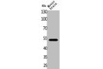 Western Blot analysis of mouse brain cells using CPE Polyclonal Antibody