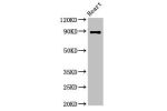 Western Blot<br />
Positive WB detected in:Rat heart tissue<br />
All lanes:CDH15 antibody at 3.2