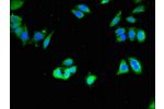 Immunofluorescent analysis of PC3 cells using CSB-PA005057LA01HU at a dilution of 1:100 and Alexa Fluor 488-congugated AffiniPure Goat Anti-Rabbit IgG(H+L)