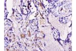 Immunohistochemistry of paraffin-embedded human placenta using CSB-PA005062DA01HU at dilution of 1:50