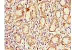 Immunohistochemistry of paraffin-embedded human gastric tissue using CSB-PA005092LA01HU at dilution of 1:100
