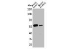 Western Blot analysis of mouse heart mouse kidney cells using Angptl1/2 Polyclonal Antibody