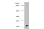 All lanes: Cytochrome c oxidase subunit 4 isoform 1, mitochondrial antibody at 2ug/ml+rat brain tissue<br />
Secondary<br />
Goat polyclonal to rabbit at 1/10000 dilution<br />
Predicted band size: 20kDa<br />
Observed band size: 20kDa<br />