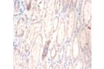 Immunohistochemistry of paraffin-embedded human kidney using CSB-PA005103LA01HU at dilution of 1:100