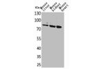 Western Blot analysis of mouse liver mouse kidney mouse heart cells using CUL-4B Polyclonal Antibody