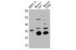 Western Blot analysis of BXPC-3 mouse eye mouse lung cells using TF Polyclonal Antibody