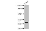 Western Blot<br />
Positive WB detected in:Rat liver tissue<br />
All lanes:CDX1 antibody at 4