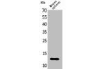 Western Blot analysis of mouse spleen cells using BLC Polyclonal Antibody