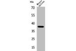 Western Blot analysis of mouse spleen cells using CD68 Polyclonal Antibody